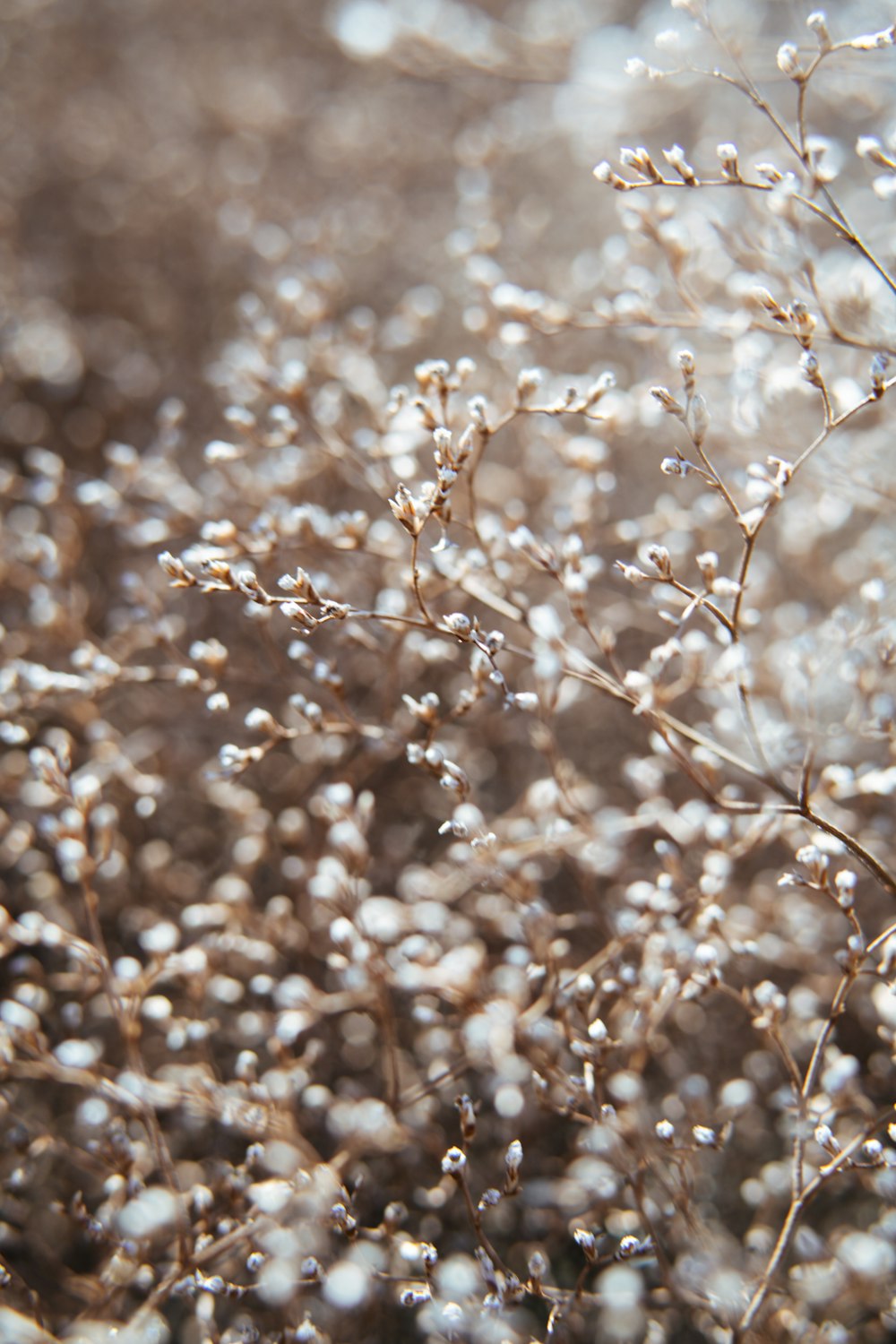 a close up of a plant with lots of water droplets on it