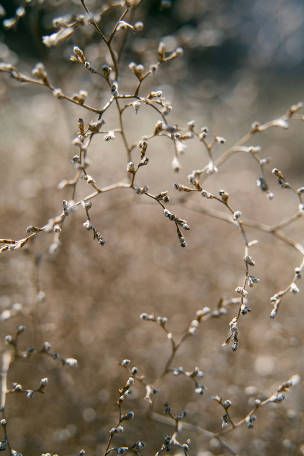 a close up of a plant with small white flowers