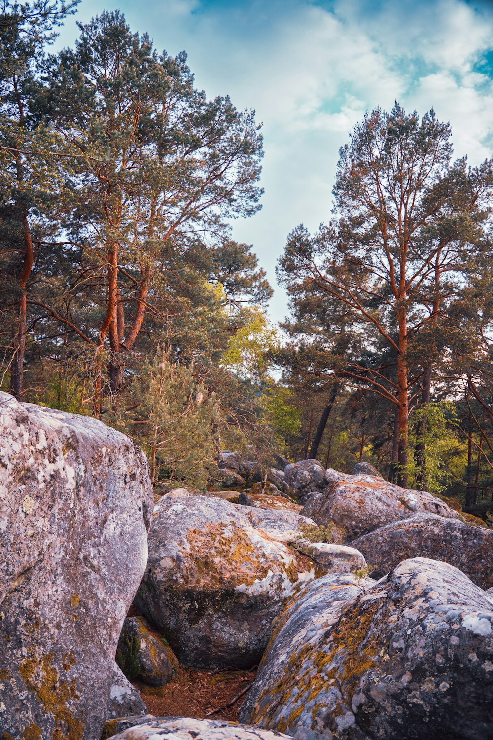 a forest filled with lots of rocks and trees