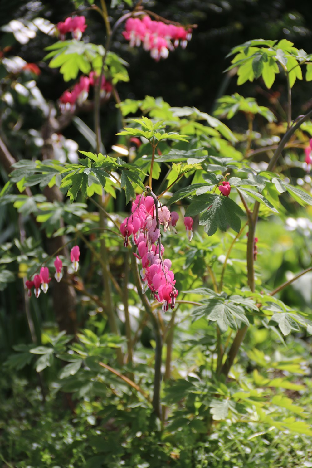 a bush with pink flowers and green leaves