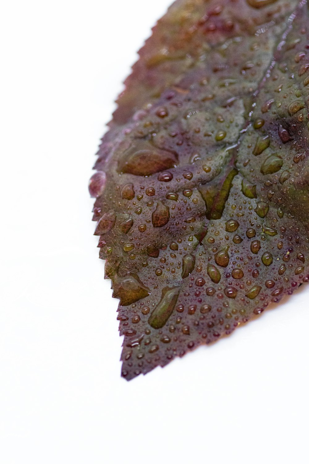 a close up of a leaf with drops of water on it