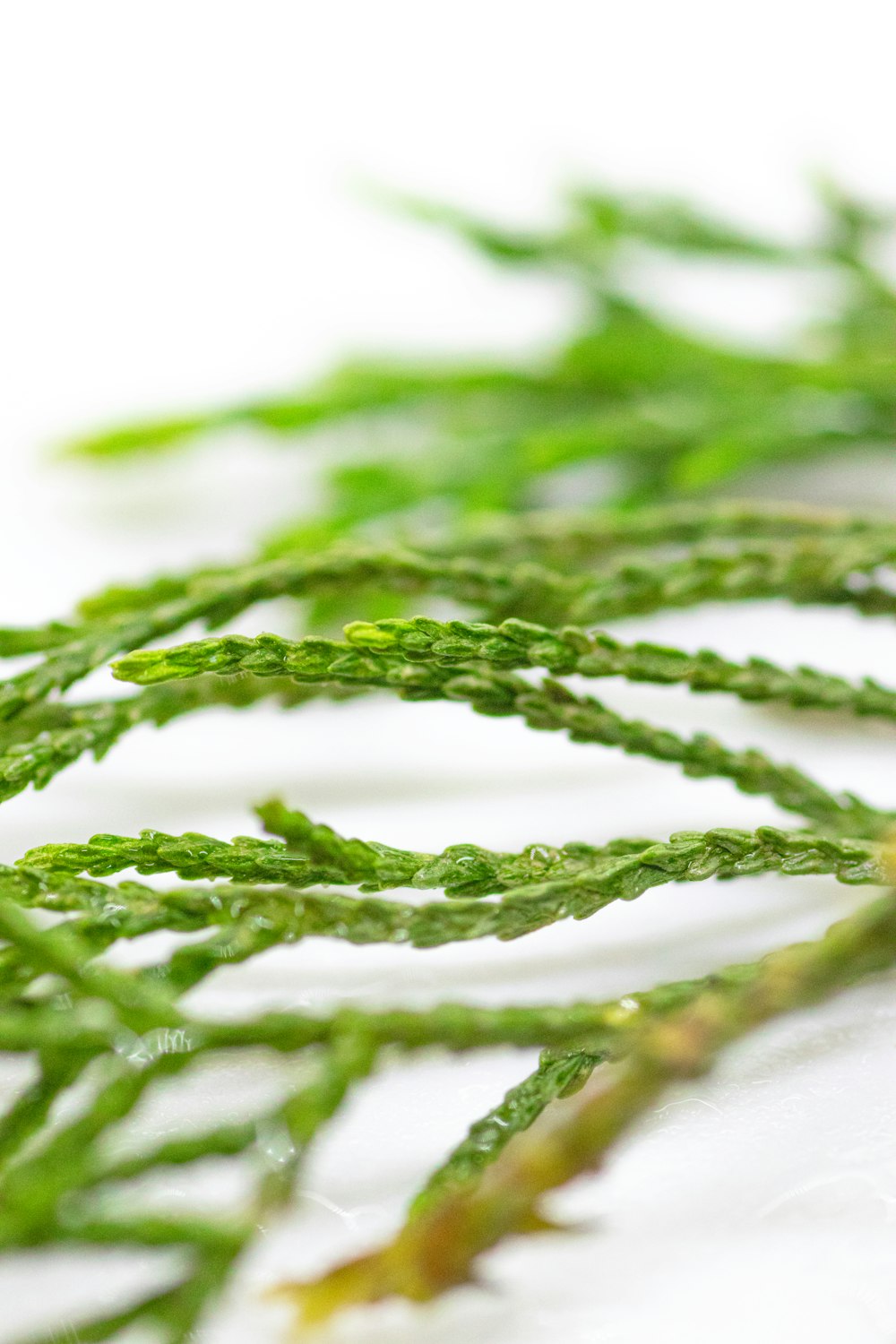 a close up of some green plants on a white surface