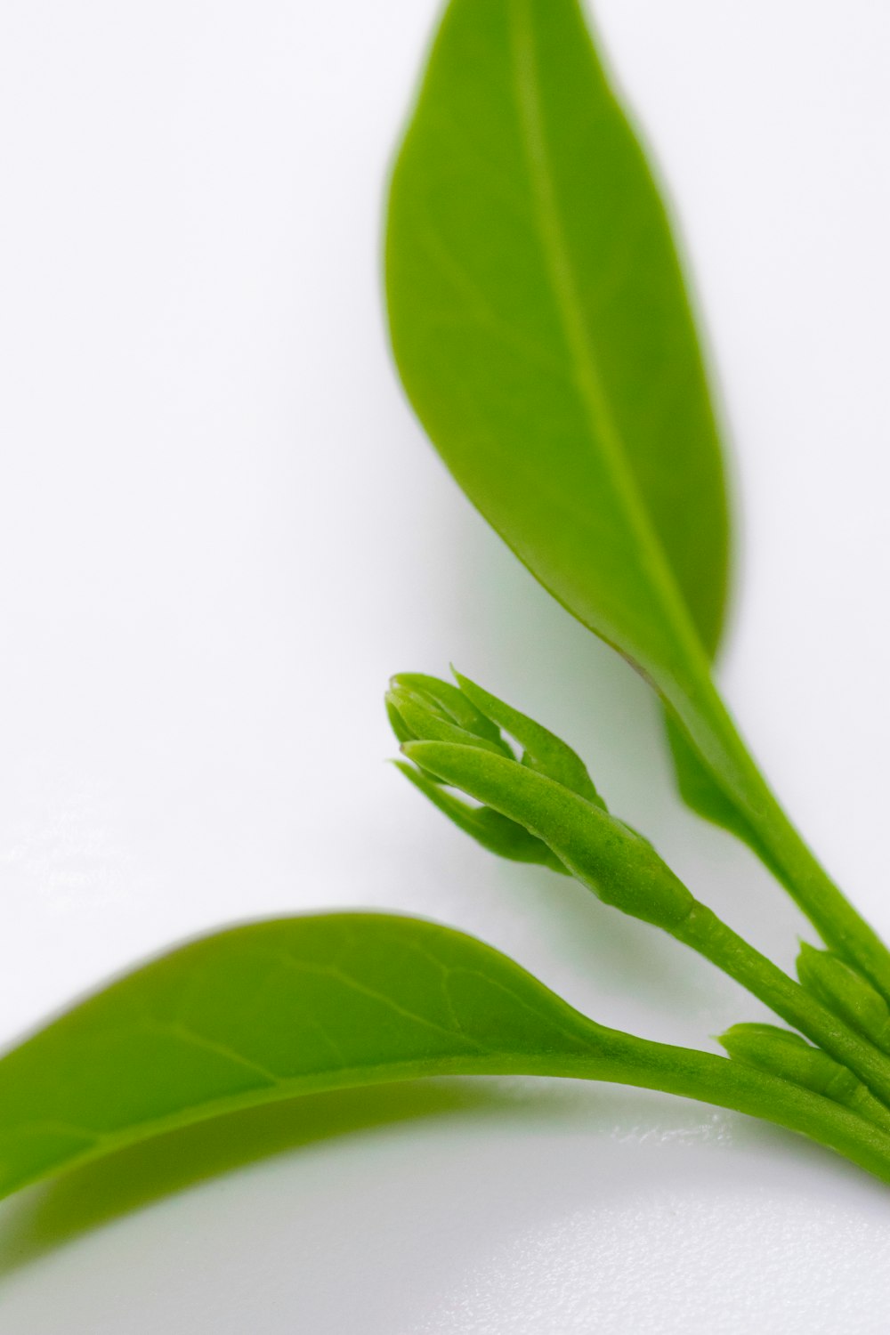 a close up of a green leaf on a white surface