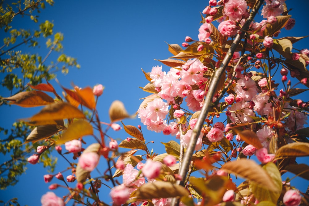 a tree with pink flowers and green leaves