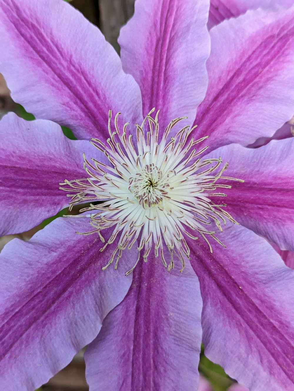 a close up of a purple flower with white stamen