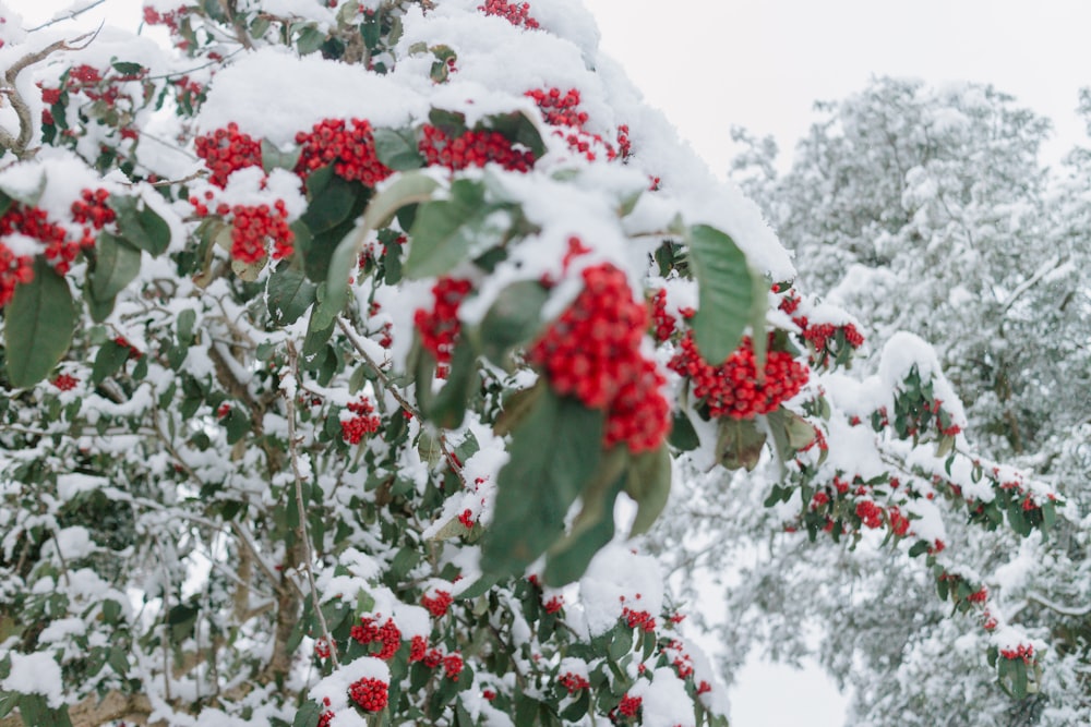 a bush with red berries and green leaves covered in snow