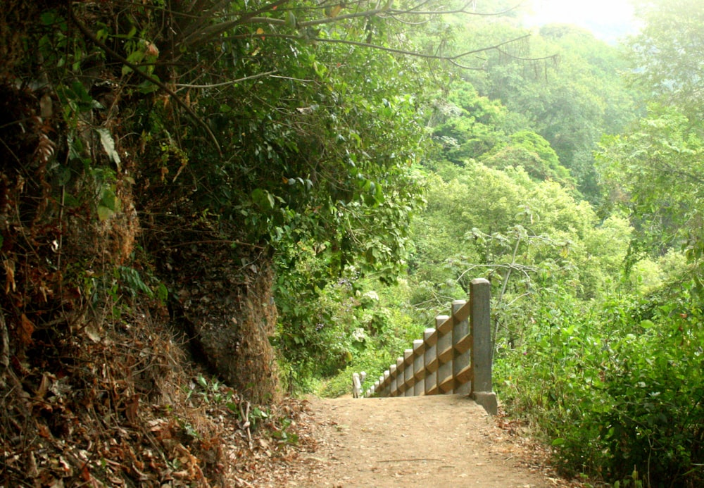 a wooden gate in the middle of a forest