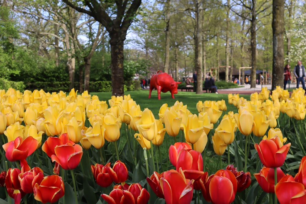 a field of red and yellow tulips in a park