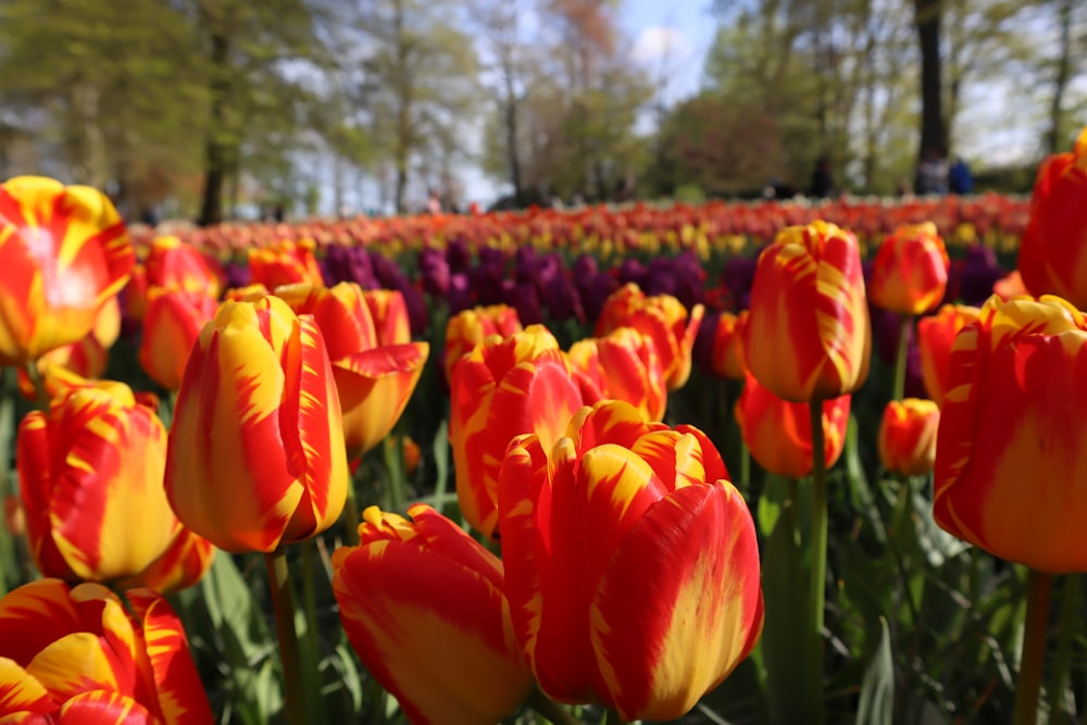 a field full of red and yellow tulips