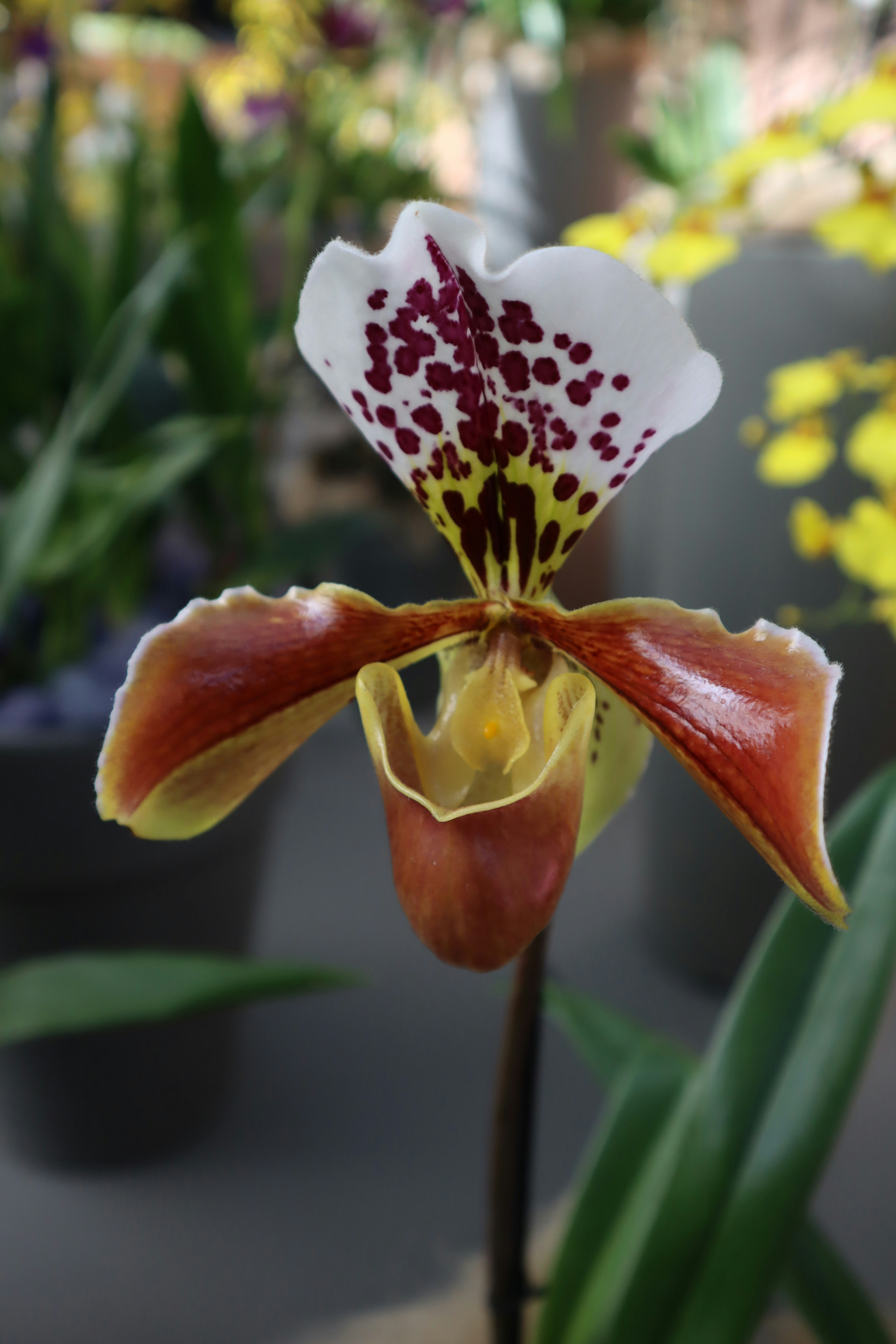 a close up of a flower in a pot