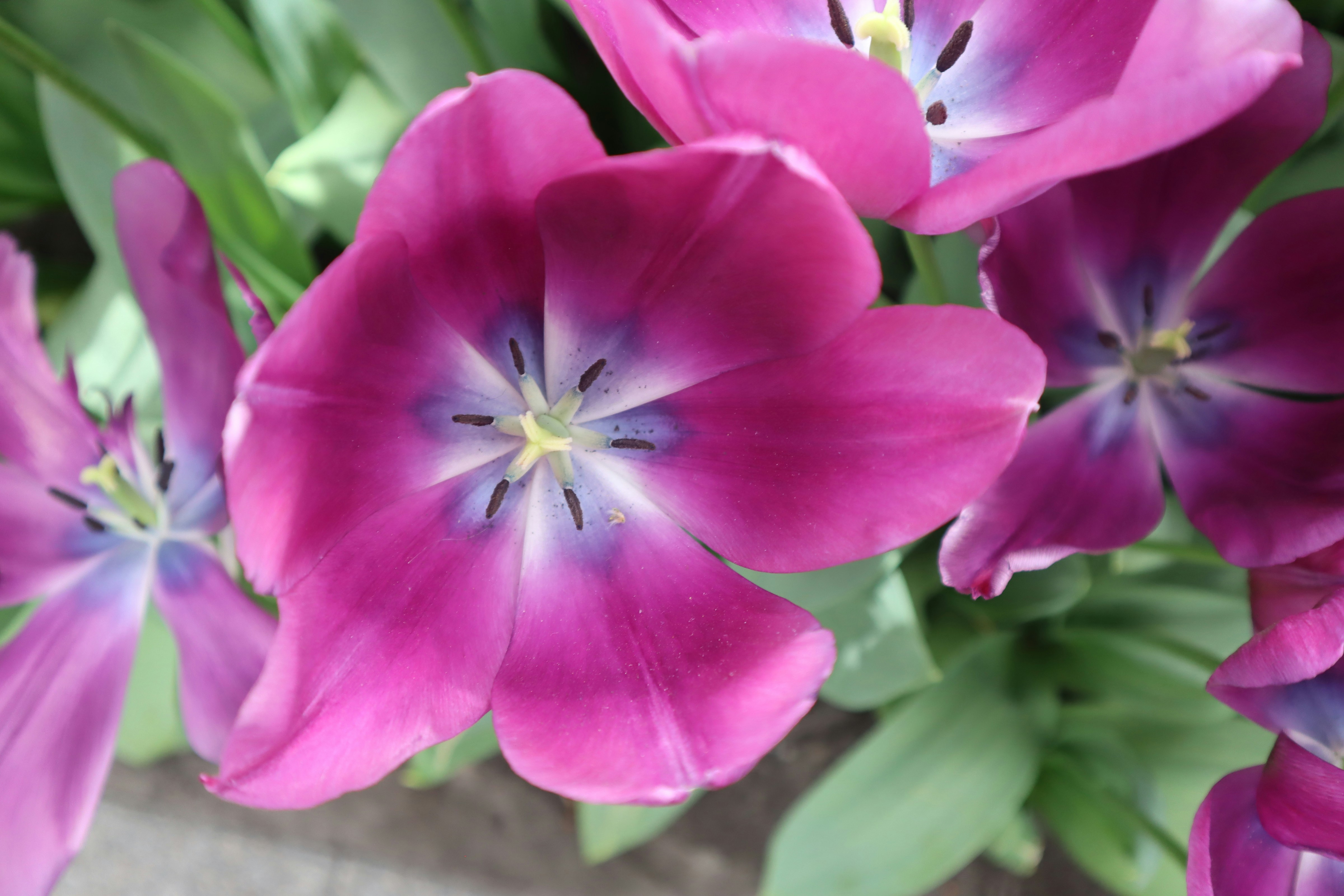 a close up of a bunch of pink flowers