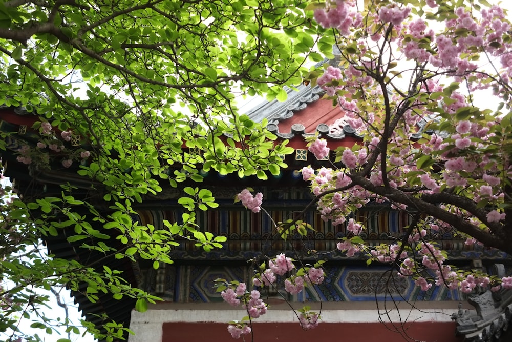 a tree with pink flowers in front of a building