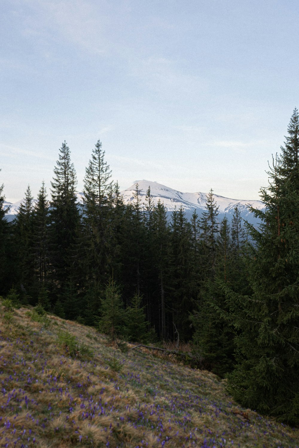 a man riding a horse on top of a lush green hillside