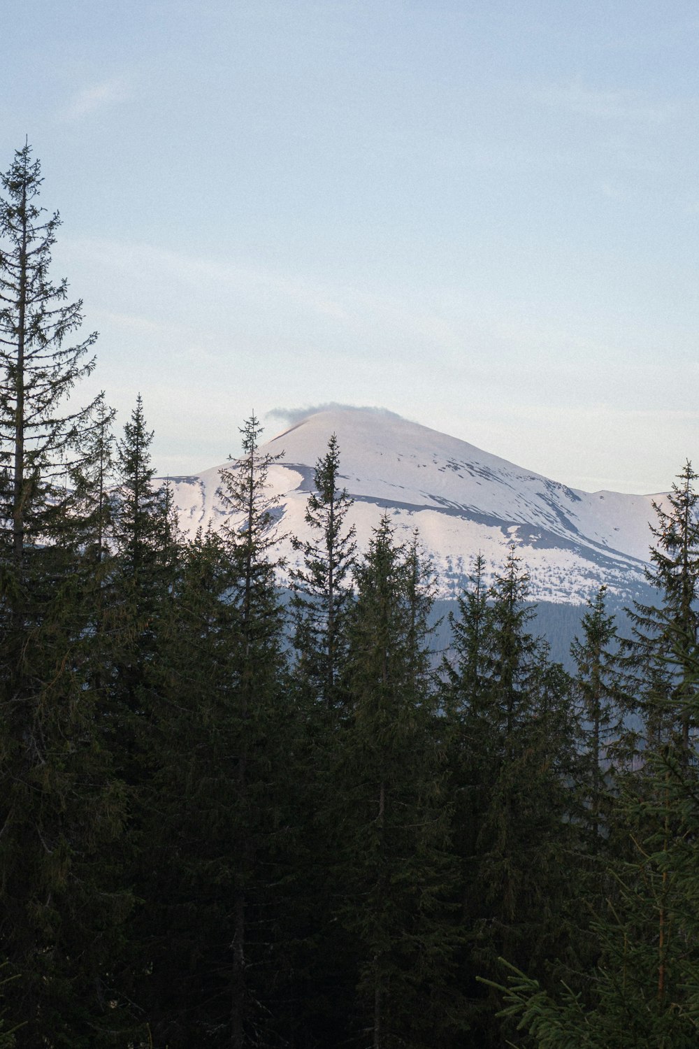 a snow covered mountain in the distance with trees in the foreground
