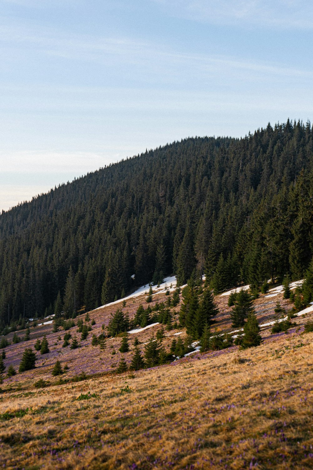 a horse standing on top of a lush green hillside