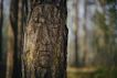 a face carved into the bark of a tree