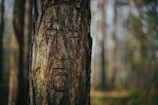 a face carved into the bark of a tree