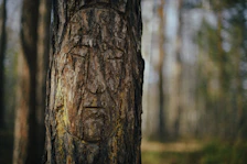 a face carved into the bark of a tree