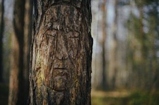 a face carved into the bark of a tree