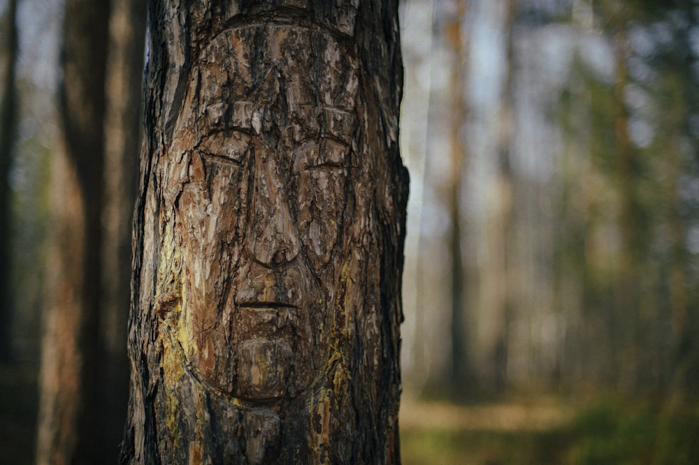 un visage gravé dans l’écorce d’un arbre