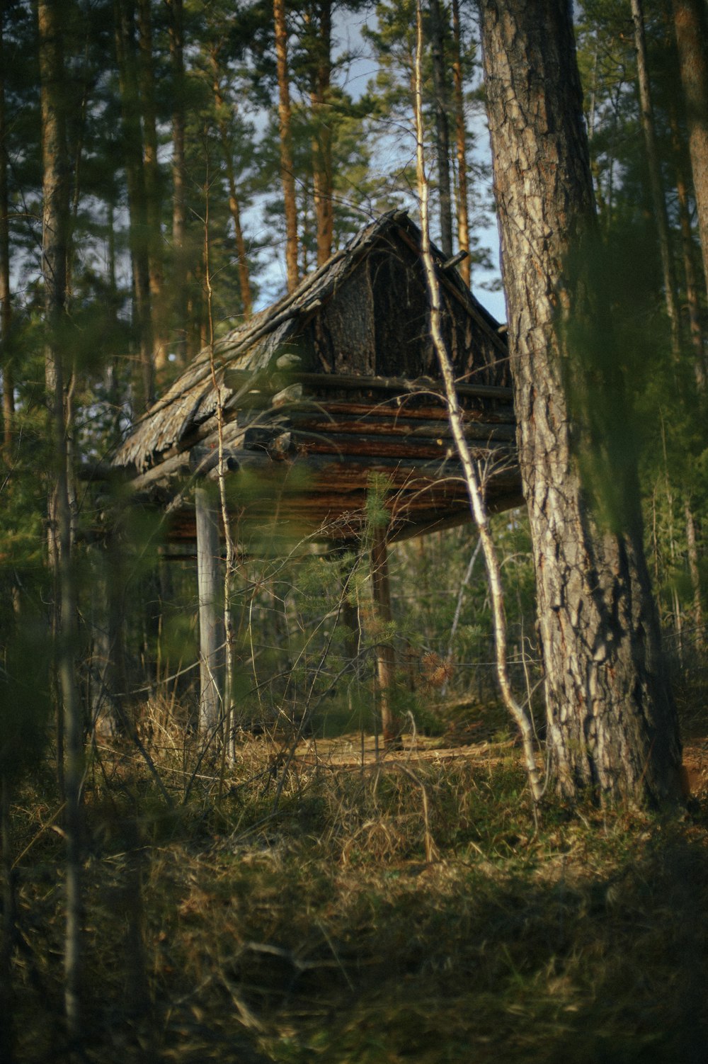 an old cabin in the woods surrounded by trees