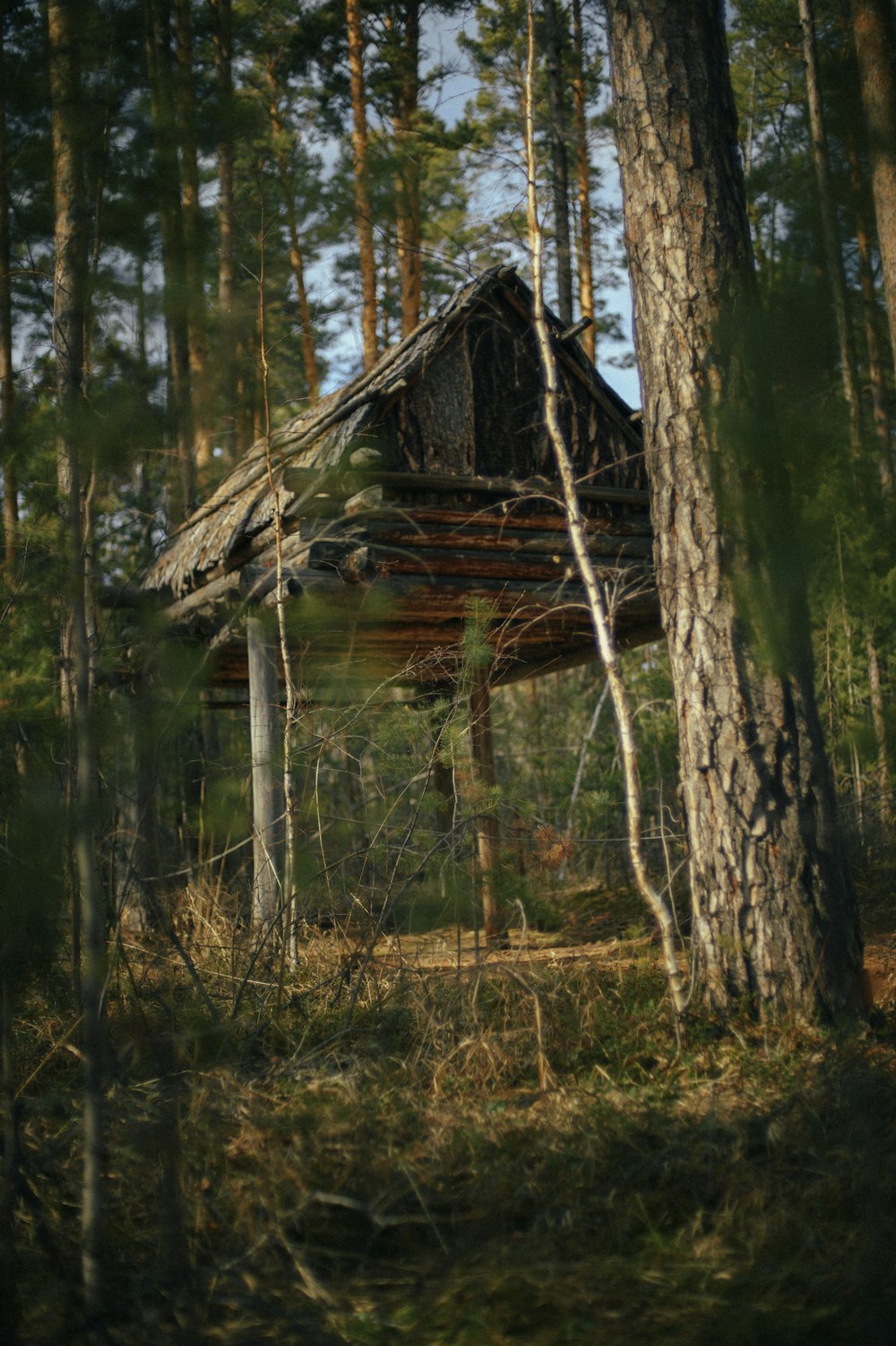 eine alte Hütte im Wald, umgeben von Bäumen