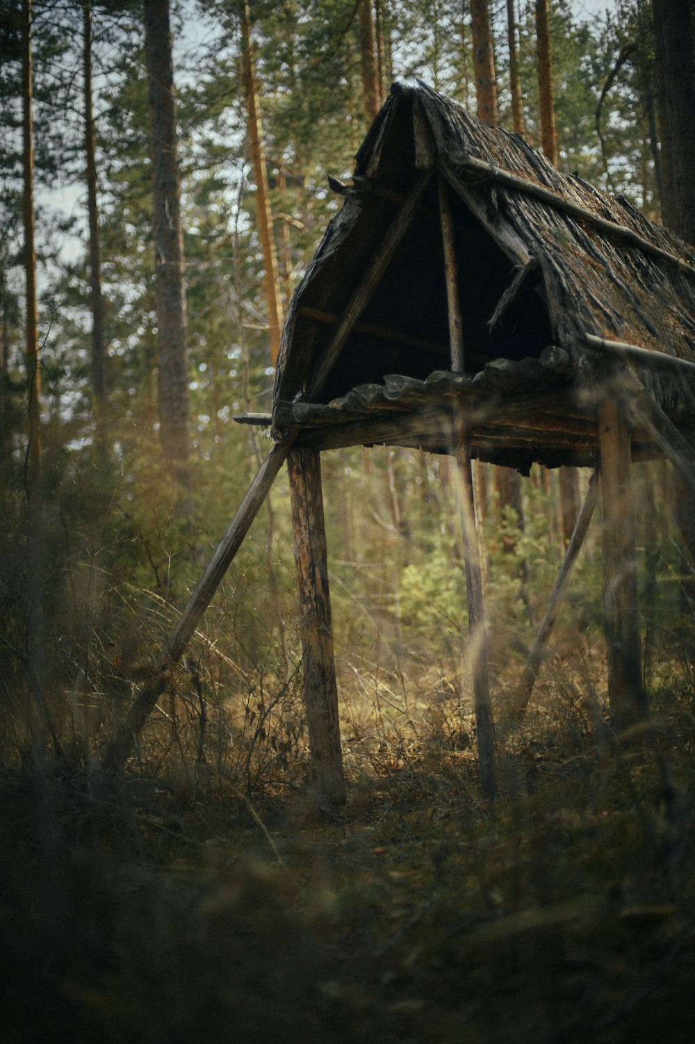 a small hut in the middle of a forest