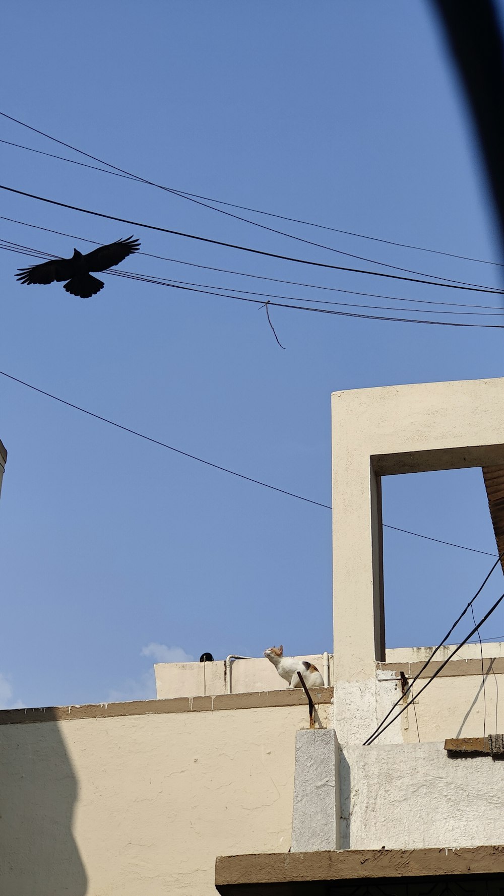 送電線のある建物の上空を飛ぶ鳥
