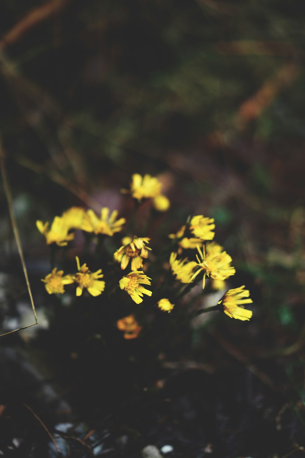 a bunch of yellow flowers that are in the grass