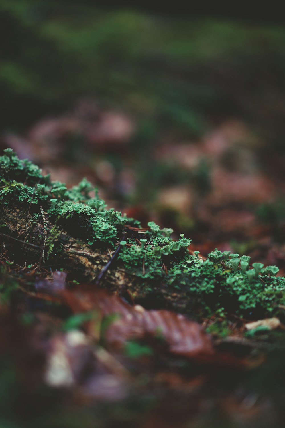 a close up of a moss covered log in the woods