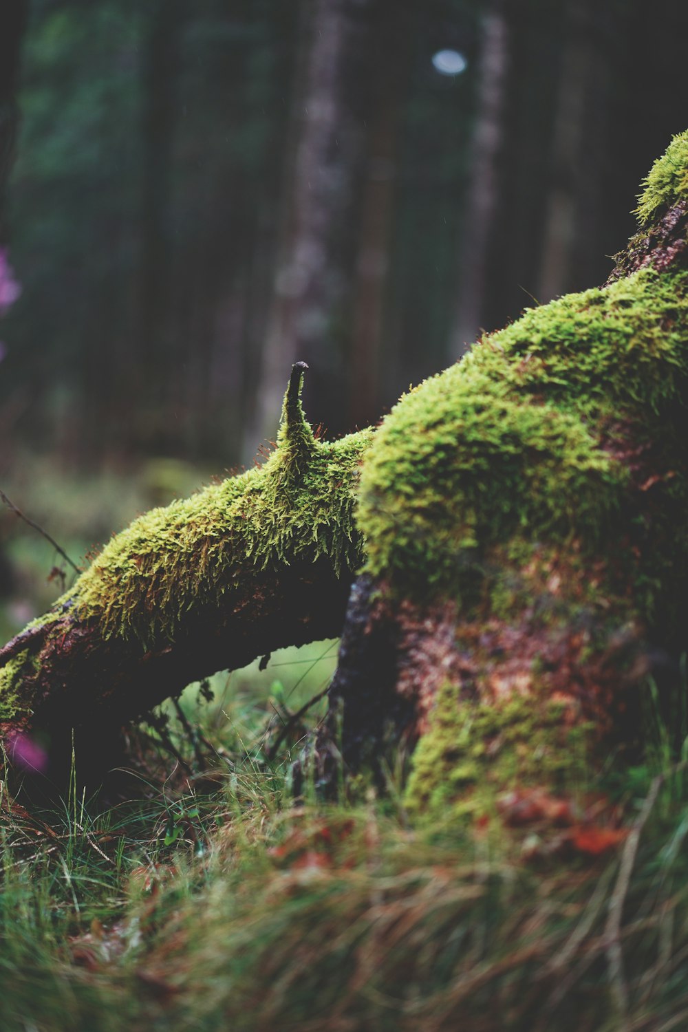 a moss covered tree trunk in a forest