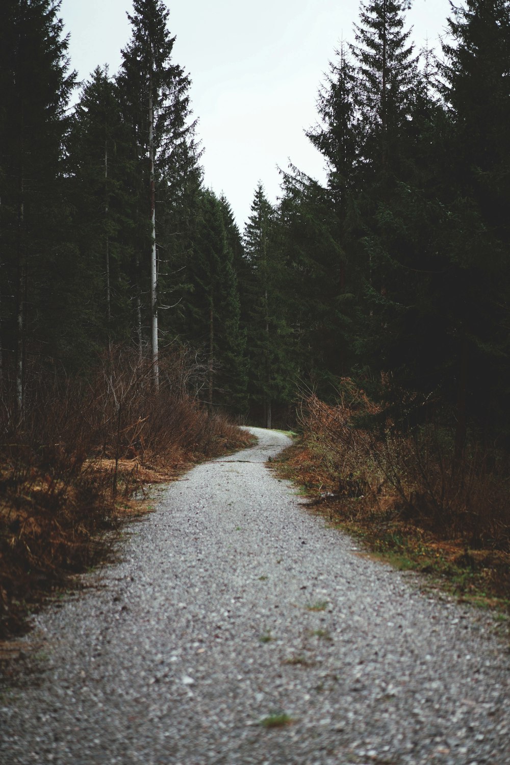a gravel road in the middle of a forest