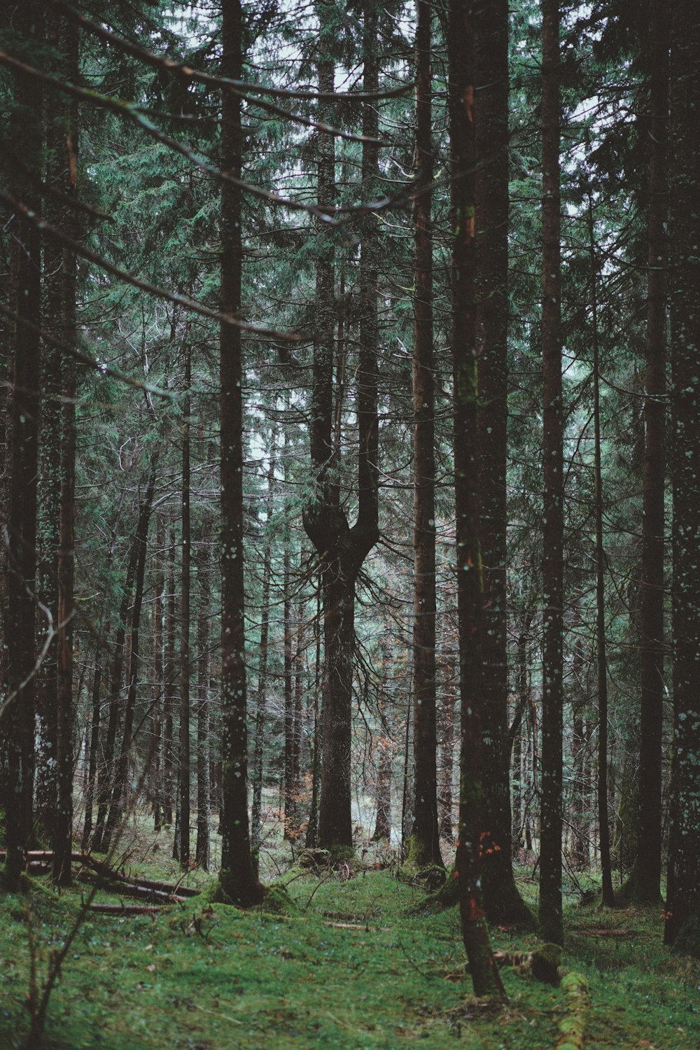 a forest filled with lots of tall trees