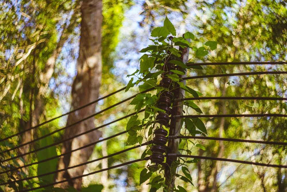 a vine is growing on a fence in the woods