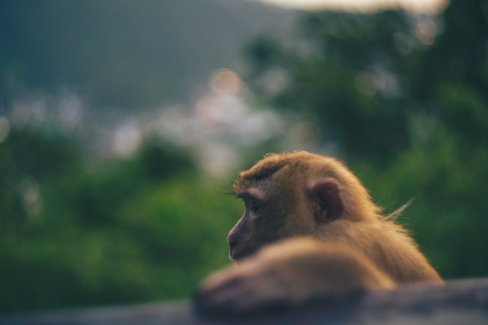 a monkey sitting on top of a cement wall