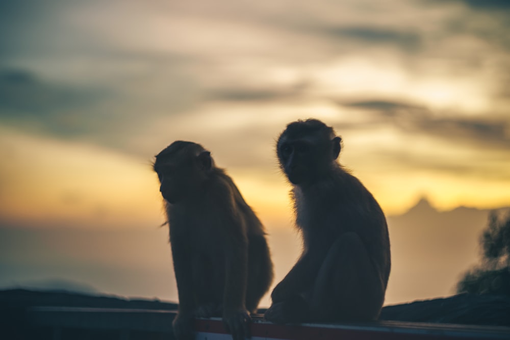a couple of monkeys sitting on top of a bench