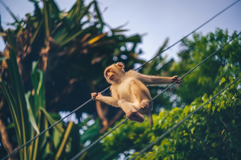 a monkey hanging from a wire in a forest