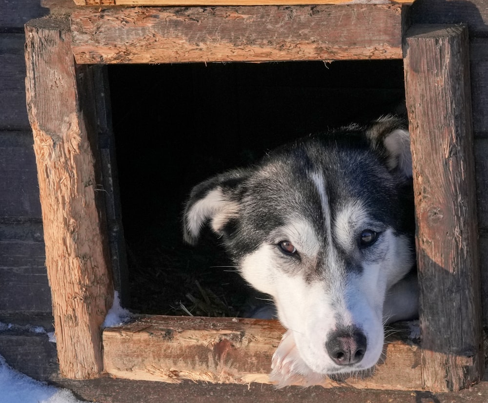 a husky dog is looking out of a window