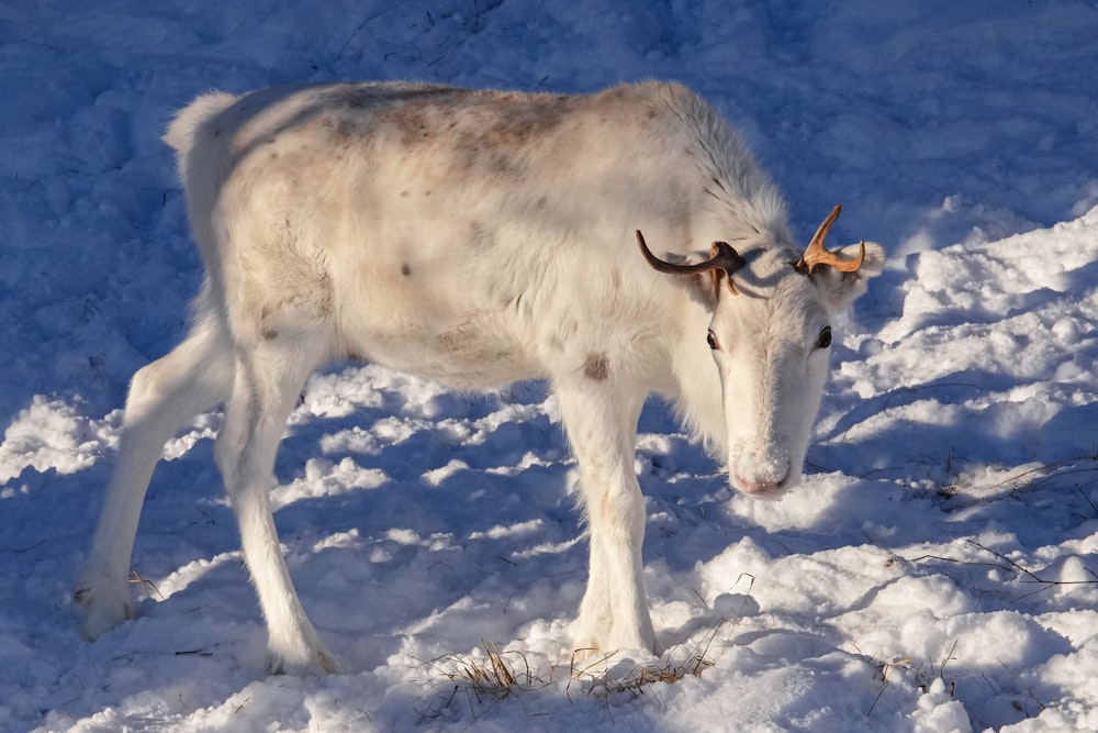 a white goat with horns standing in the snow