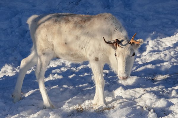 A white reindeer in the snow — Kirkenes, Norway