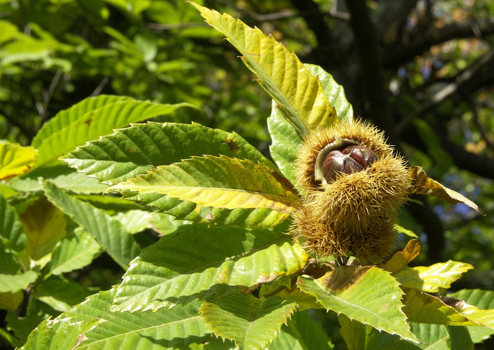 a close up of a tree with a bunch of leaves