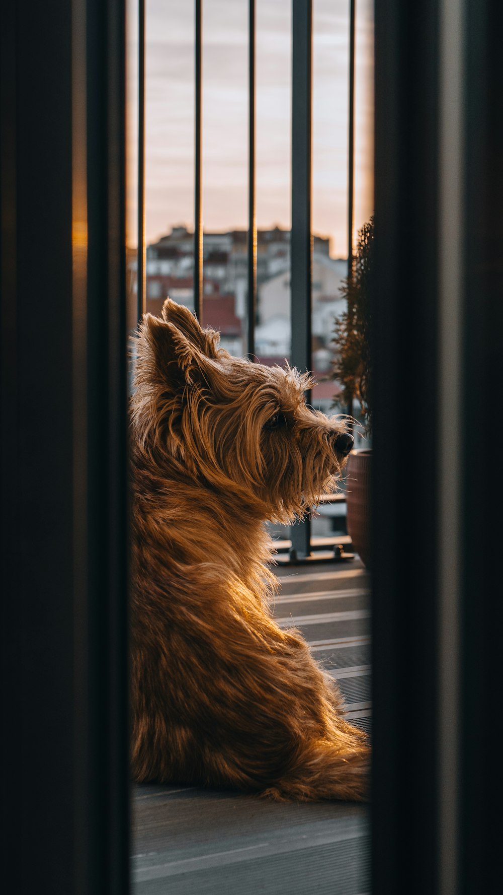 a brown dog sitting on top of a wooden floor