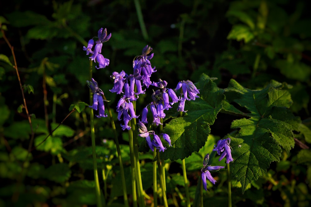 a group of purple flowers growing in a forest