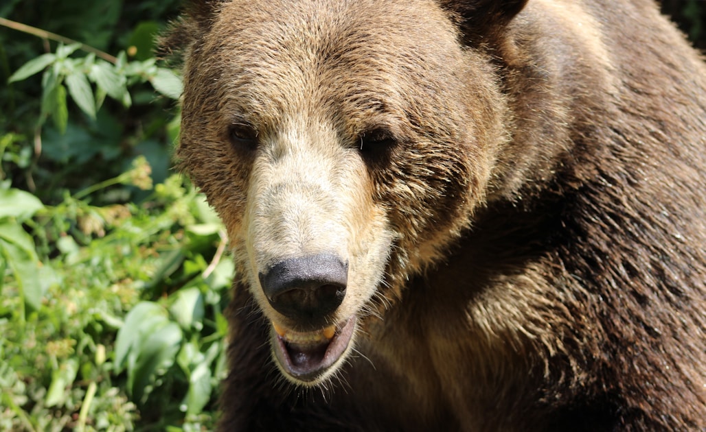 Dense conifer forest in western United States bear habitat with mountain backdrop