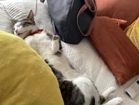 a cat is sleeping on a bed with a handbag