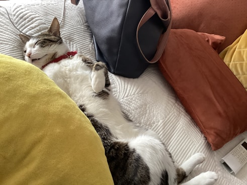 a cat is sleeping on a bed with a handbag