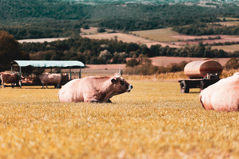 a couple of cows that are laying in the grass