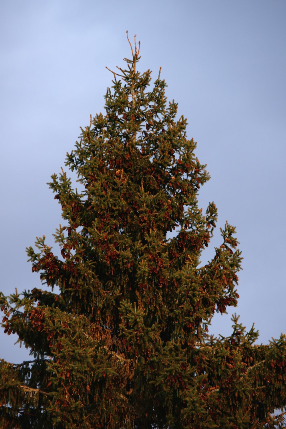 a clock on a tower next to a tree