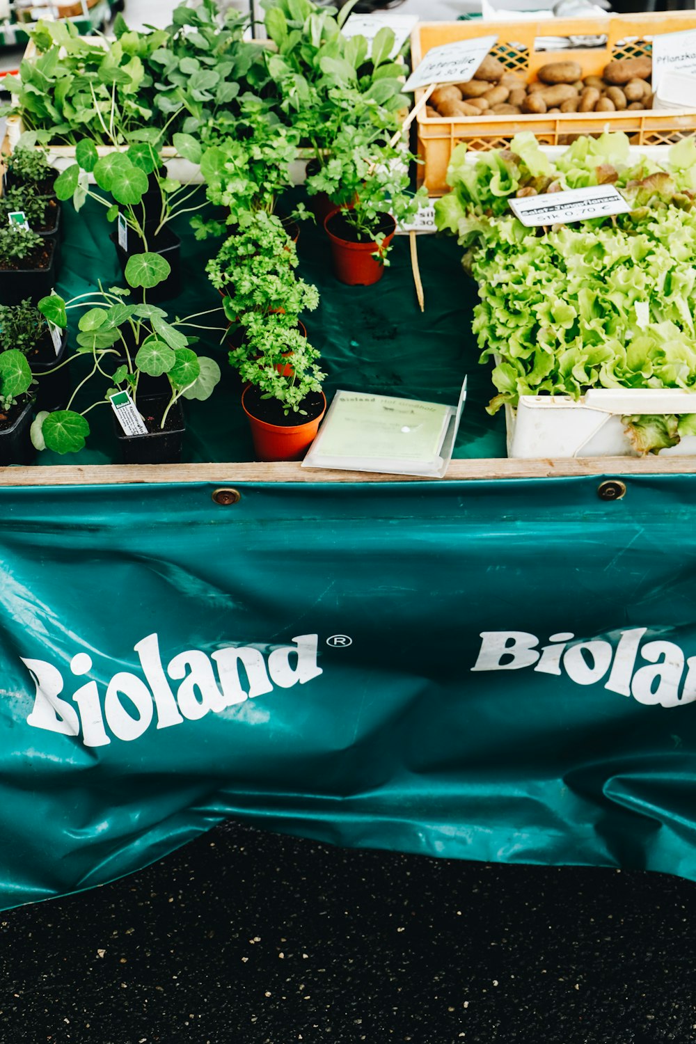 a bunch of plants that are on a table