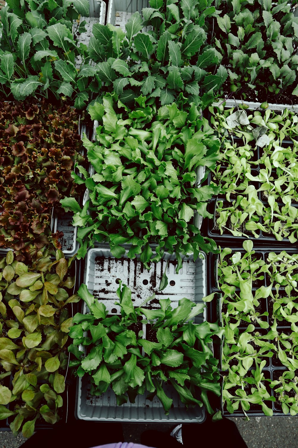 a bunch of plants that are on a table